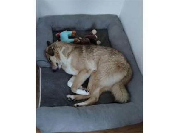 Kuschel - wartet in 24238 Selent