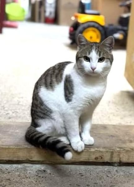 Verspielter Superschmuser - LUDWIG -