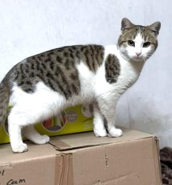 Verspielter Superschmuser - LUDWIG -