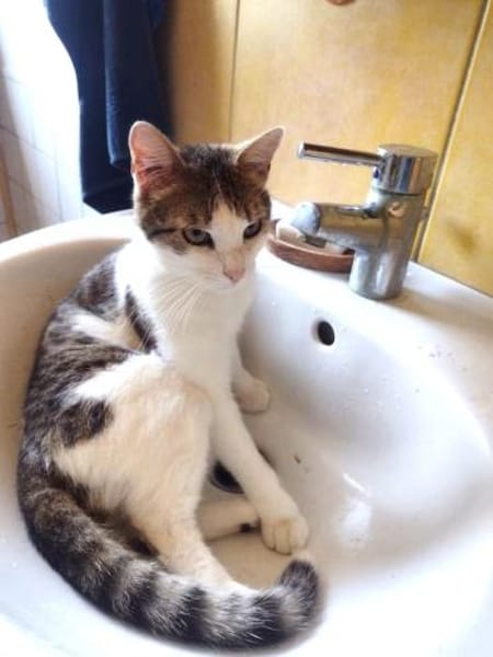 Verspielter Superschmuser - LUDWIG -