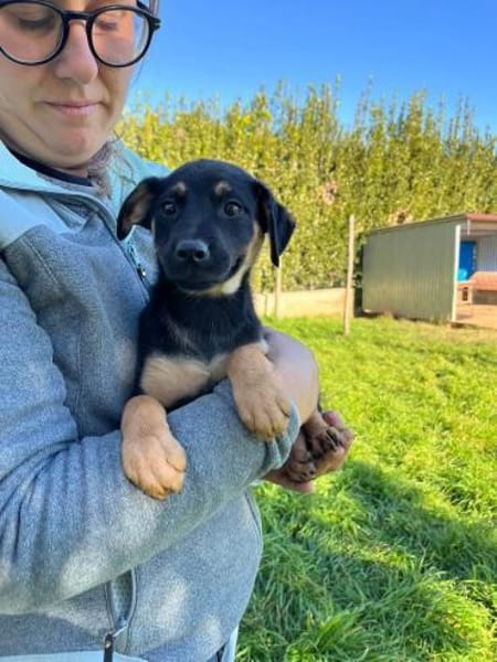 Ortensia 💛💛💛 sonniges Hundemädchen