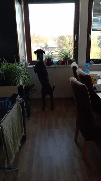 Spike sucht Zuhause in ländlicher Umgebu