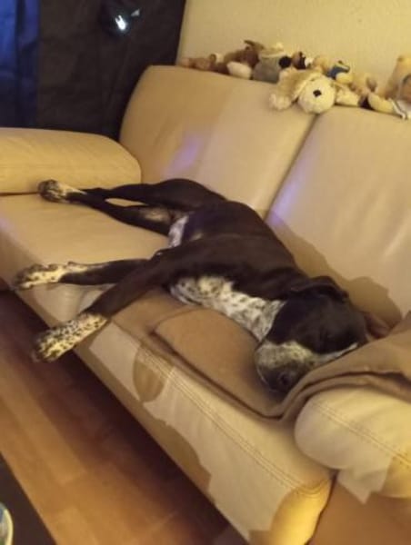 Spike sucht Zuhause in ländlicher Umgebu