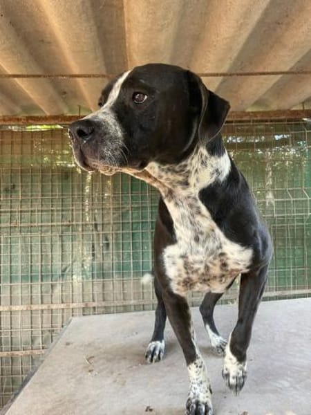 Spike sucht Zuhause in ländlicher Umgebu