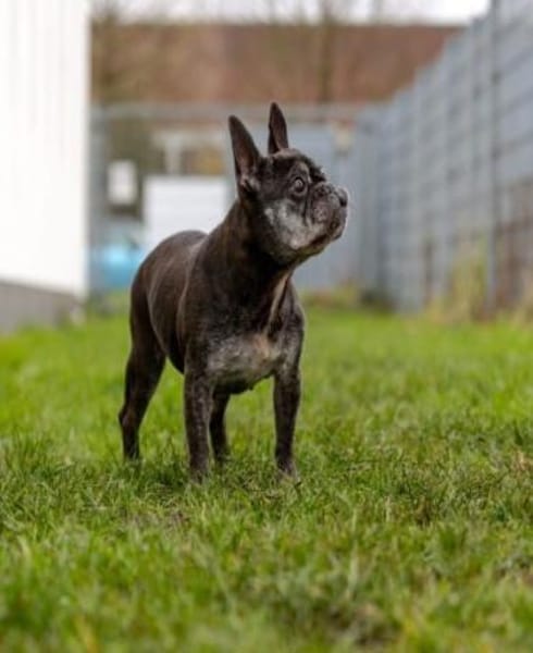 PAULA - sucht dringend HOSPIZ-PLATZ !!!