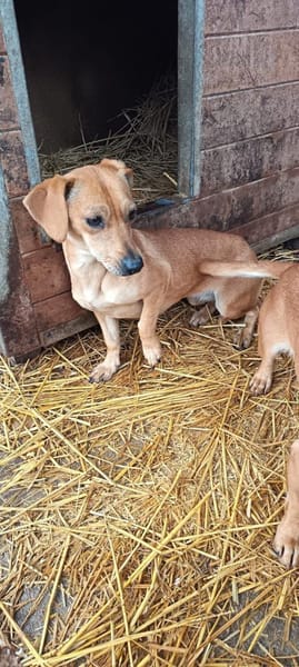 Oli wurde ausgesetzt