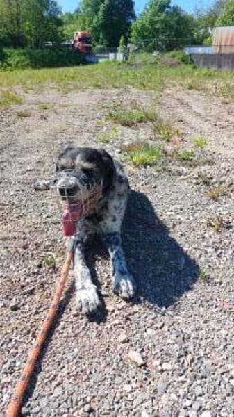 Findus - liebt Spurensuche