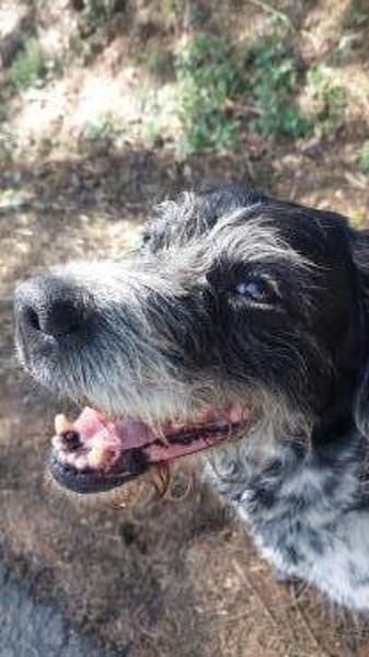 Findus - liebt Spurensuche