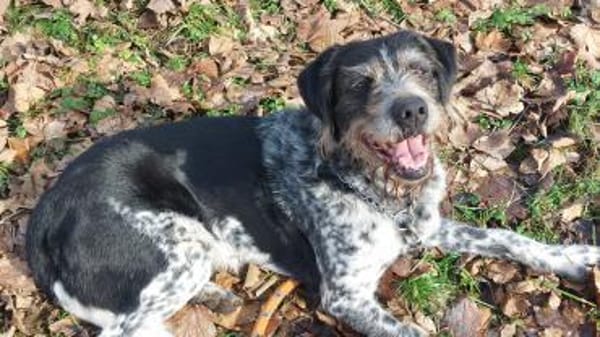 Findus - liebt Spurensuche