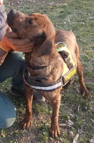 Karma, Pittbull-Terrier sucht ein Zuhaus