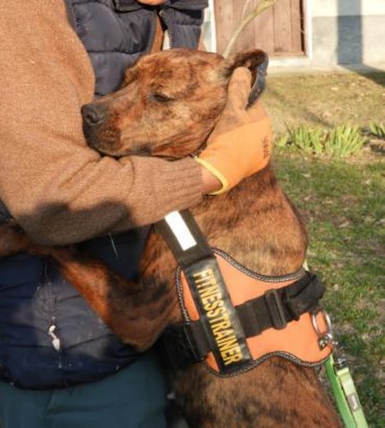 Karma, Pittbull-Terrier sucht ein Zuhaus