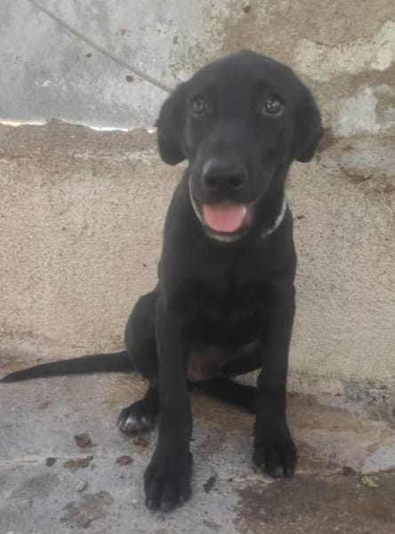 Logan, kommt nach Deutschland