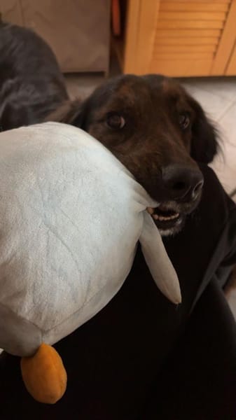 AKKI - Kuschelmonster will weiter lernen