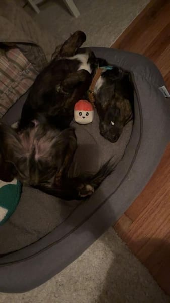 AKKI - Kuschelmonster will weiter lernen