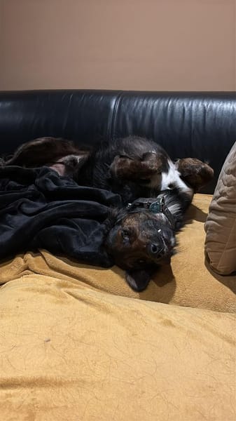 AKKI - Kuschelmonster will weiter lernen