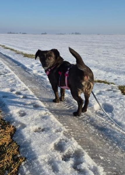 Susi sucht liebes Zuhause