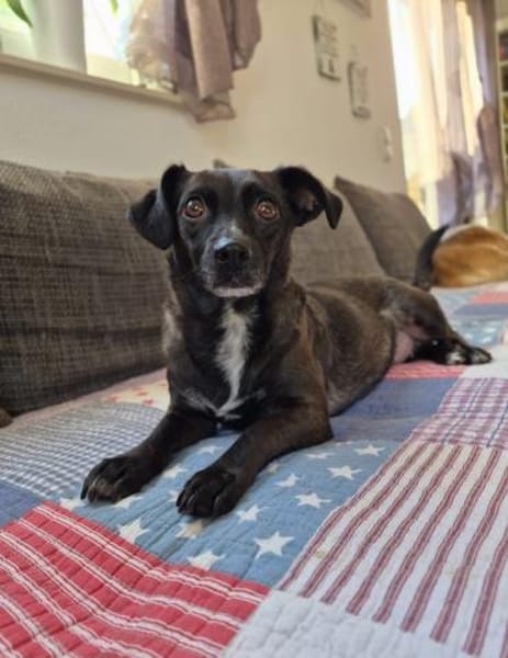 Susi sucht liebes Zuhause