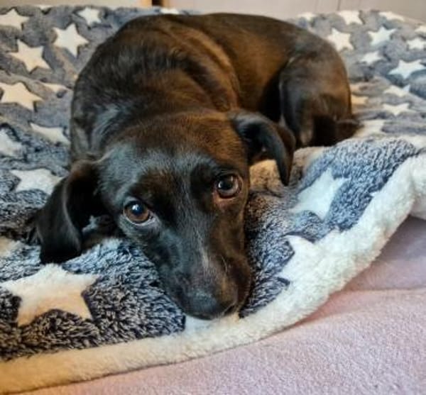 Susi sucht liebes Zuhause