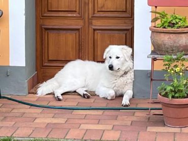 Klara sucht eine neue Familie