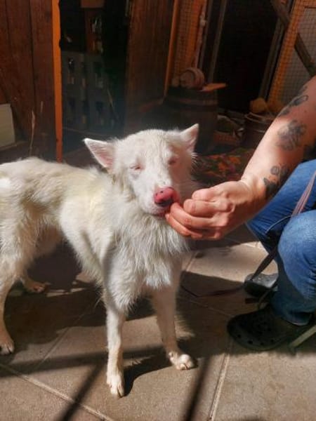 Valentin/ Polares in  Deutschland