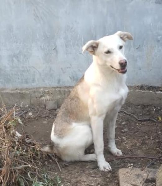 Donatella sucht liebevolles Zuhause