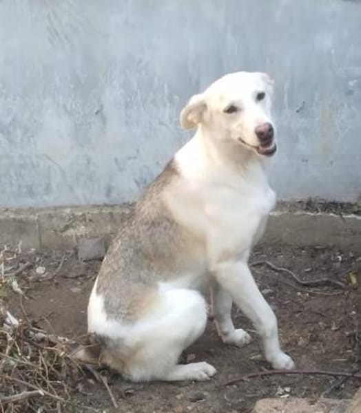 Donatella sucht liebevolles Zuhause