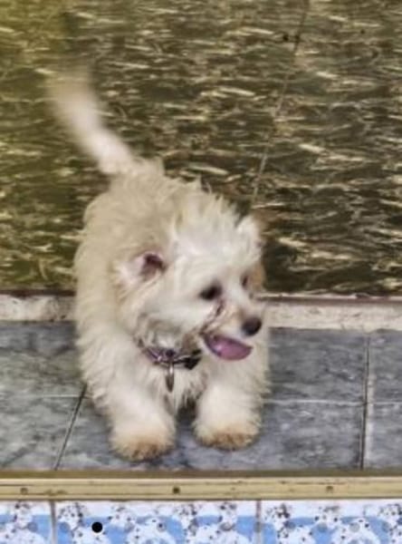 Kleine, wuschelige Kiara sucht zuhause