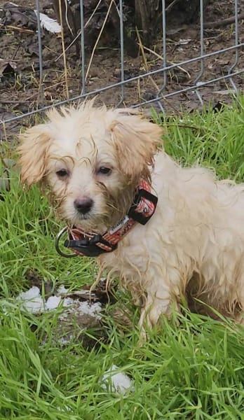 Kleine, wuschelige Kiara sucht zuhause