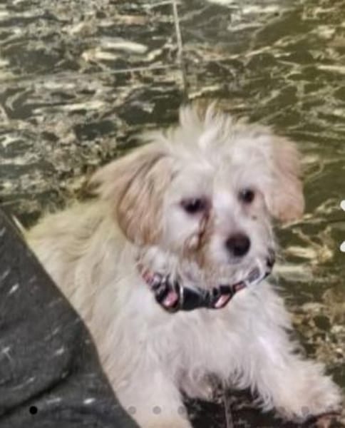 Kleine, wuschelige Kiara sucht zuhause