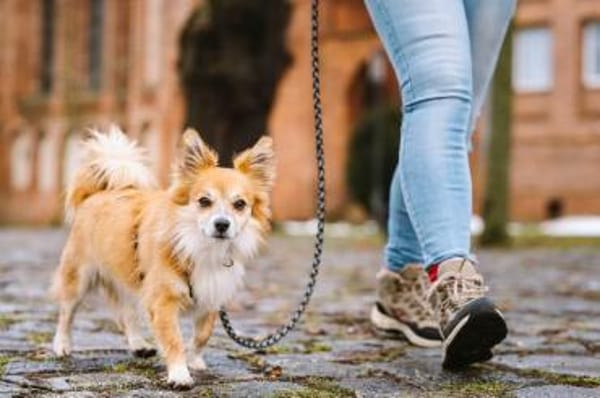 Chicolino süßer Zwerg sucht ein Zuhause