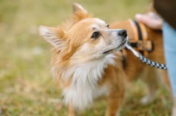 Chicolino süßer Zwerg sucht ein Zuhause