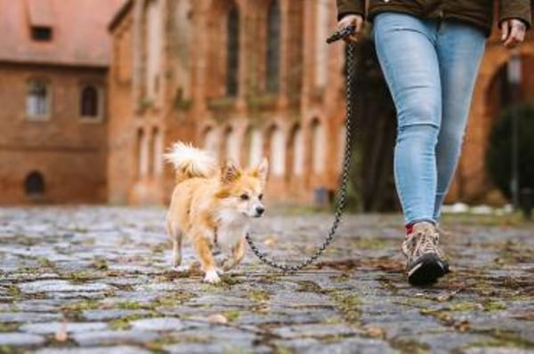 Chicolino süßer Zwerg sucht ein Zuhause
