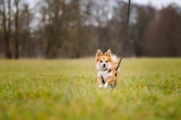 Chicolino süßer Zwerg sucht ein Zuhause