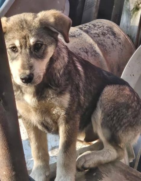 Tobi, freundlicher Junghund sucht dich