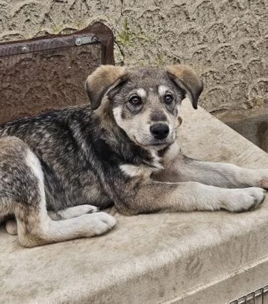 Tobi, freundlicher Junghund sucht dich