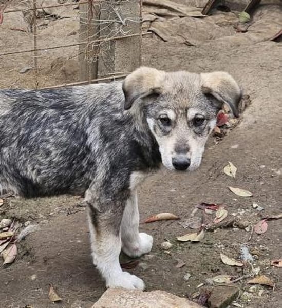 Tobi, freundlicher Junghund sucht dich