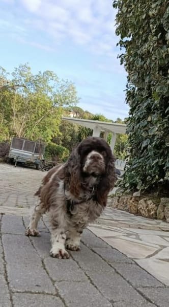 Oulala eine zauberhafte Hündin