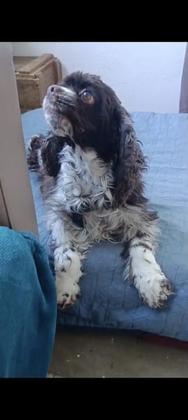 Oulala eine zauberhafte Hündin