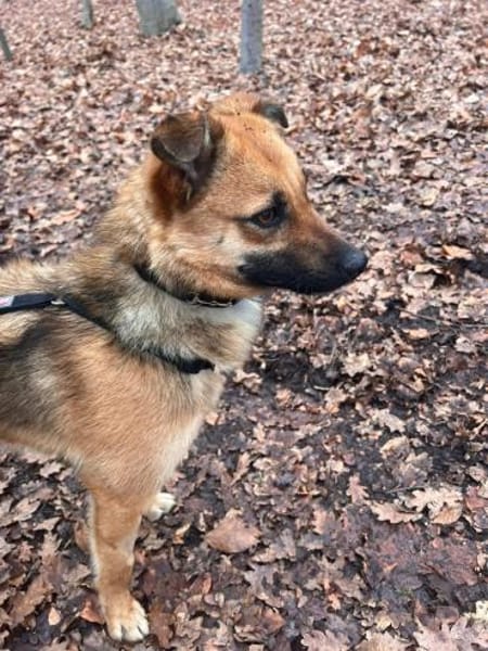 Herzenshündin Missy sucht ihr Glück