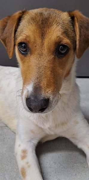 Tony sucht sein Für-immer-Zuhause (I)