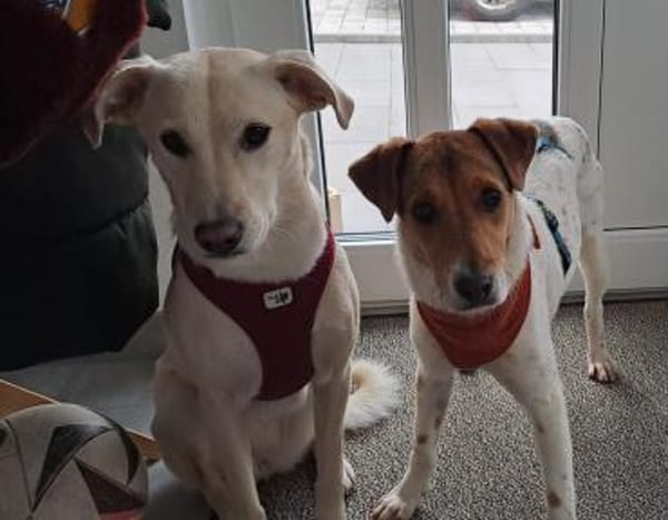 Tony sucht sein Für-immer-Zuhause (I)