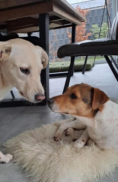 Tony sucht sein Für-immer-Zuhause (I)