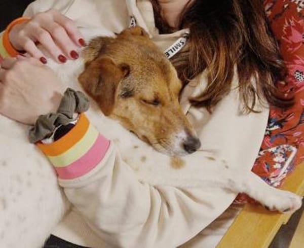 Tony sucht sein Für-immer-Zuhause (I)