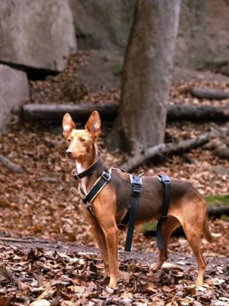 Rufo sucht eine Familie zum Liebhaben
