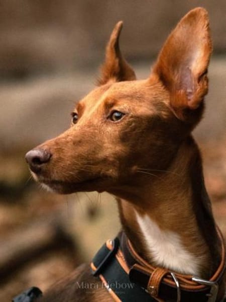 Rufo sucht eine Familie zum Liebhaben