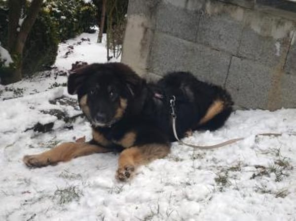 Liebe Schäfimixhündin möchte ankommen!