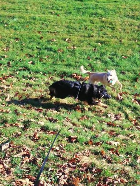 Liebe Schäfimixhündin möchte ankommen!