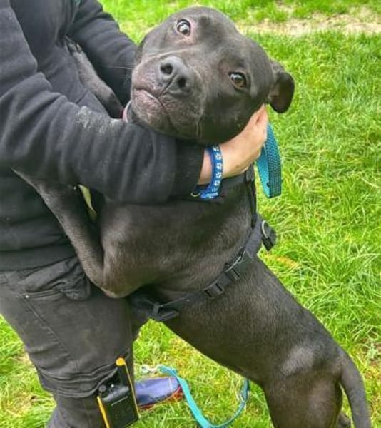 MS CHOCOLATE - ich bin das Powergirl