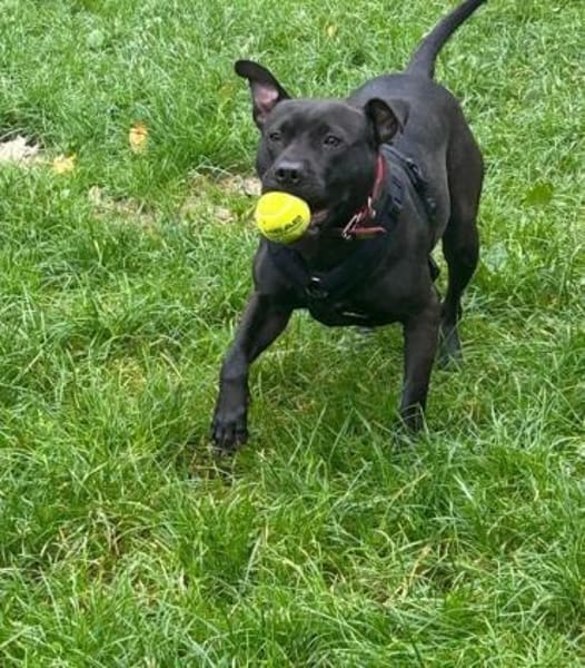 MS CHOCOLATE - ich bin das Powergirl