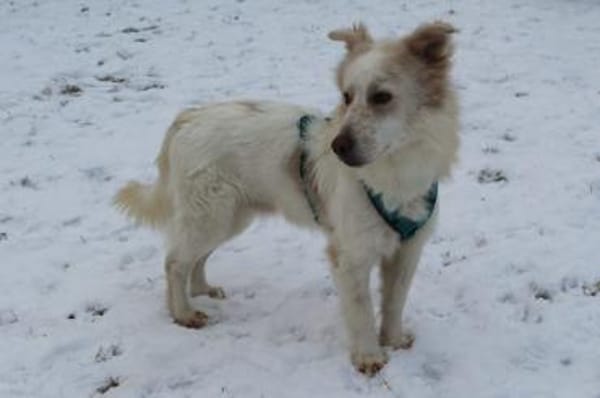 Maxwell - wartet in 07907 Schleiz